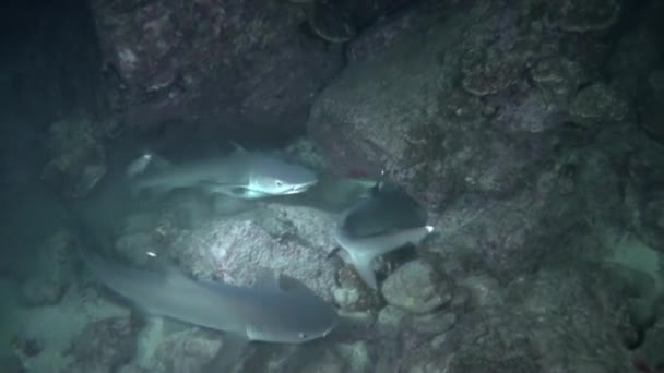 Przyjrzyj Się Bliżej Rekinom Rafowym Pod Wodą Isla Del Coco — Wideo stockowe