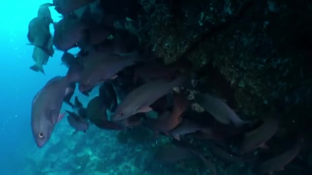 Isla Del Coco Daki Mercan Resifinde Balık Sürüsü Toplanıyor Okyanusun — Stok video