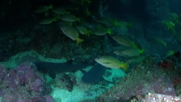 イスラ ココのサンゴの形成物の近くに浮かぶ魚やサメの群れ 海に沈むと水は暗くなり寒くなりました — ストック動画