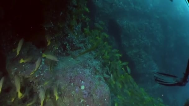 Escuela Peces Cerca Coral Bajo Agua Aleta Buzo Medida Que — Vídeo de stock