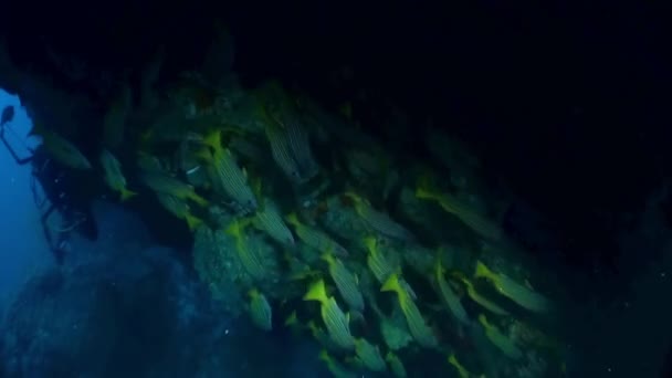 Gromada Ryb Szkolących Się Wokół Struktury Koralowej Isla Del Coco — Wideo stockowe