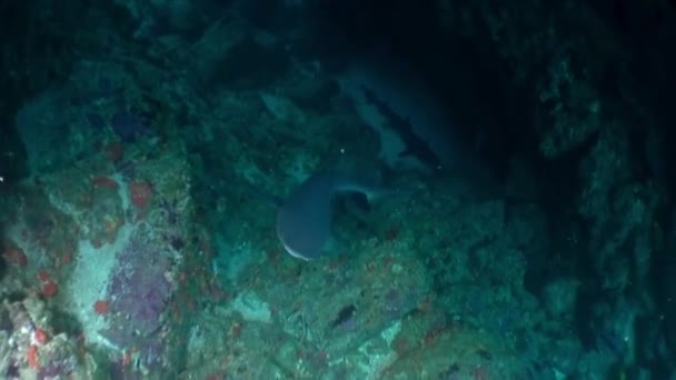 仔细看一下德尔科科岛水下雄伟的珊瑚礁鲨鱼 海底世界是一个惊人而神秘的世界 充满了各种各样的生命和多样性 — 图库视频影像