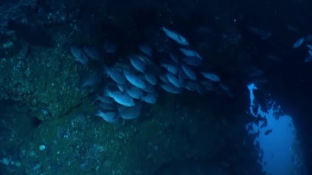 Paczka Ryb Pływających Rafie Koralowej Isla Del Coco Kiedy Pływałem — Wideo stockowe