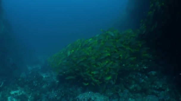 Bunch Fish Coral Reef Impressive Underwater World Isla Del Coco — Vídeo de Stock
