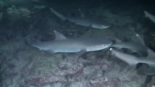 Isla Del Coco Daki Resif Köpekbalığı Sürüsünün Çevikliğine Hızına Tanık — Stok video