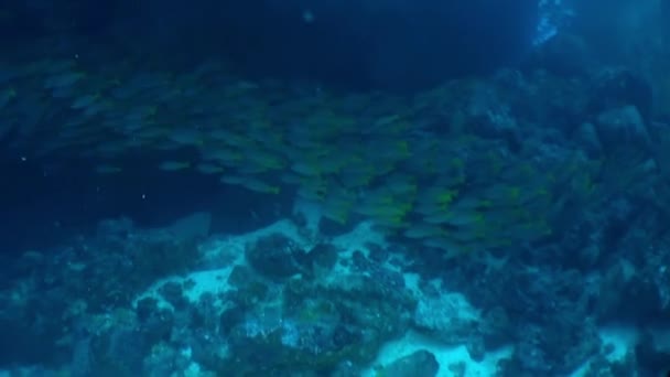 Fischschwärme Schwimmen Der Nähe Der Korallenlandschaft Isla Del Coco Unterwasserwelt — Stockvideo