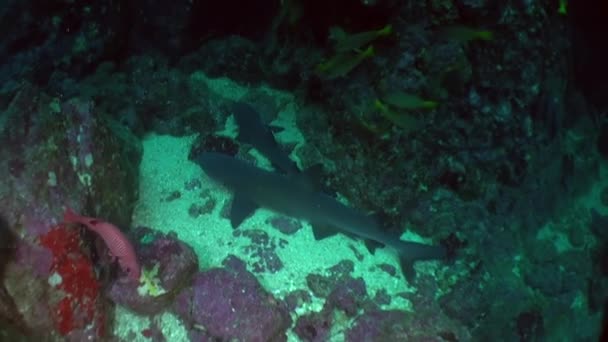 Erleben Sie Riffhaie Hautnah Ihrem Natürlichen Lebensraum Isla Del Coco — Stockvideo