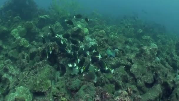 Кластерные Рыбы Плавают Вокруг Кораллов Подводном Мире Isla Del Coco — стоковое видео