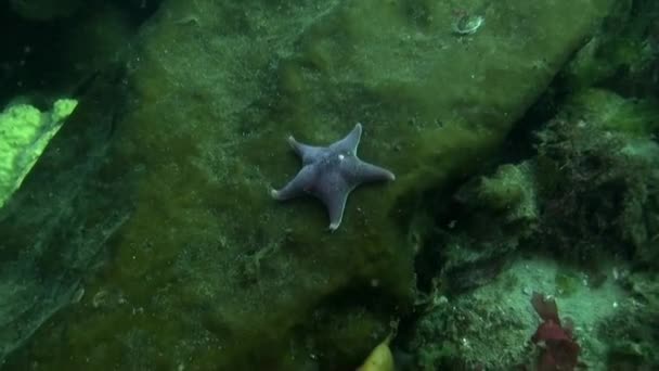Podwodne Ujęcie Zespołu Antarktydzie Pływające Wokół Rozgwiazdy Ryb Niesamowite Piękne — Wideo stockowe