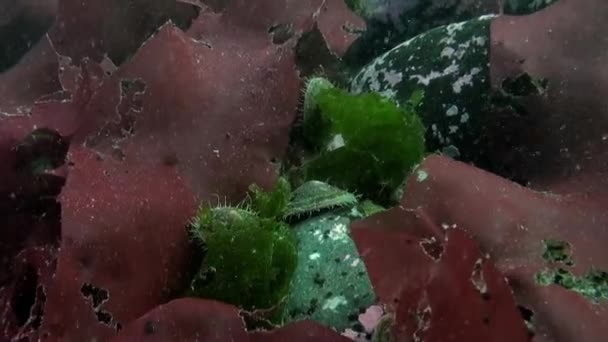 Foto Subaquática Uma Parceria Antártida Flutuando Torno Estrelas Mar Incrível — Vídeo de Stock