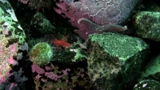 Unterwasseraufnahme Vom Gemeinsamen Schwimmen Der Antarktis Und Vom Schwimmen Seesterne — Stockvideo