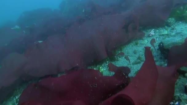 Colpo Subacqueo Squadra Antartide Galleggiante Intorno Stelle Marine Incredibile Bellissimo — Video Stock