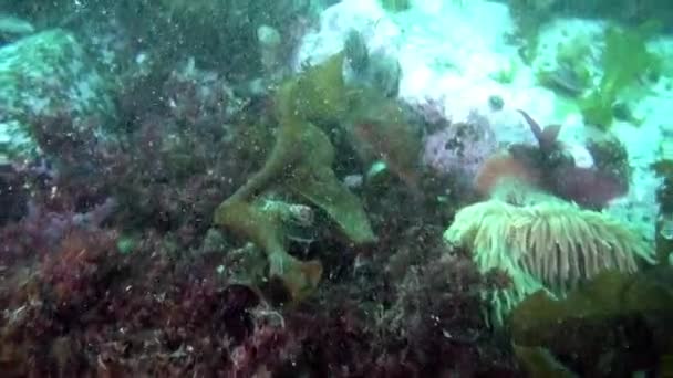Underwater Video Cold Clear Water Southern Ocean Antarctica Floating Inhabitants — Stock Video