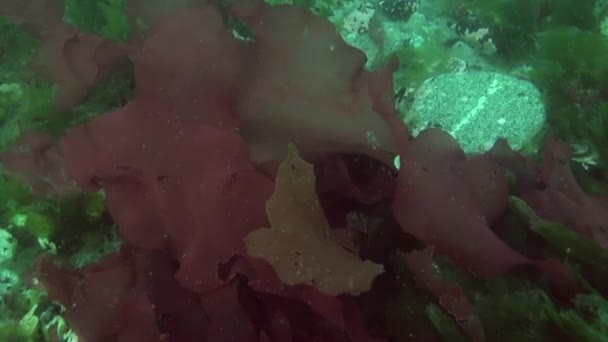 Podvodní Záběr Týmů Antarktidě Vznášejících Kolem Hvězdice Úžasný Nádherný Mořský — Stock video