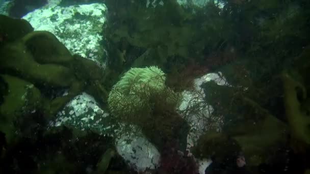 Underwater Video Cold Clear Water Southern Ocean Antarctica Floating Inhabitants — Stock Video