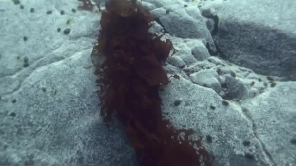 Υποβρύχια Βίντεο Κρύο Καθαρό Νερό Του Νότιου Ωκεανού Στην Ανταρκτική — Αρχείο Βίντεο