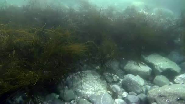 Vídeo Subaquático Águas Cristalinas Frias Oceano Antártico Flutuando Redor Dos — Vídeo de Stock
