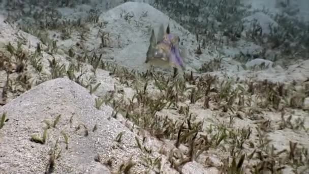 Actinopterygii Puffer Ledovka Bílou Červených Korálech Při Hledání Potravy Pod — Stock video