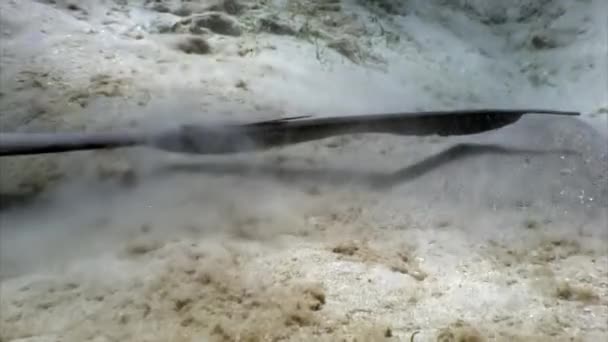 Spotted Stingray Blu Sulla Barriera Corallina Sul Fondo Sabbioso Incredibile — Video Stock