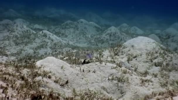 Actinopterygii Puffer Ledovka Bílou Červených Korálech Při Hledání Potravy Pod — Stock video