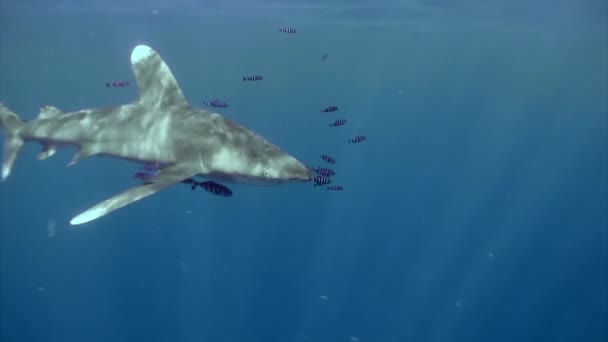 Tubarão Branco Ponta Oceânica Carcharhinus Longimanus Grande Tubarão Pelágico Que — Vídeo de Stock