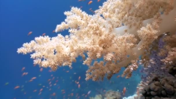 鮮やかな色彩の熱帯水の美しい柔らかいサンゴ礁とカラフルな魚 驚くべき 美しい水中海洋の世界紅海とその住民 生き物やダイビングの生活 — ストック動画