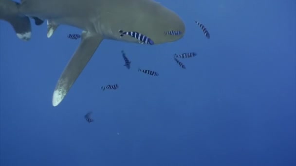Tubarão Branco Ponta Oceânica Carcharhinus Longimanus Grande Tubarão Pelágico Que — Vídeo de Stock
