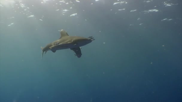 Ωκεάνιος Λευκός Καρχαρίας Carcharhinus Longimanus Είναι Ένας Μεγάλος Πελαγικός Καρχαρίας — Αρχείο Βίντεο