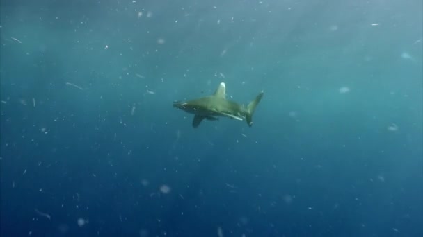 Tiburón Punta Blanca Oceánico Carcharhinus Longimanus Gran Tiburón Pelágico Que — Vídeos de Stock