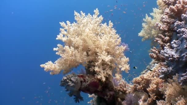 Мягкий Коралловый Риф Разноцветная Рыба Морской Воде Яркими Красками Удивительный — стоковое видео