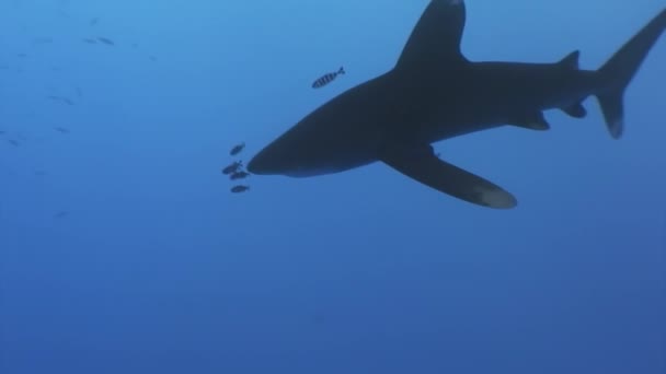 大白鲨 Carcharhinus Longimanus 是生活在红海中的大型中上层鲨鱼 — 图库视频影像