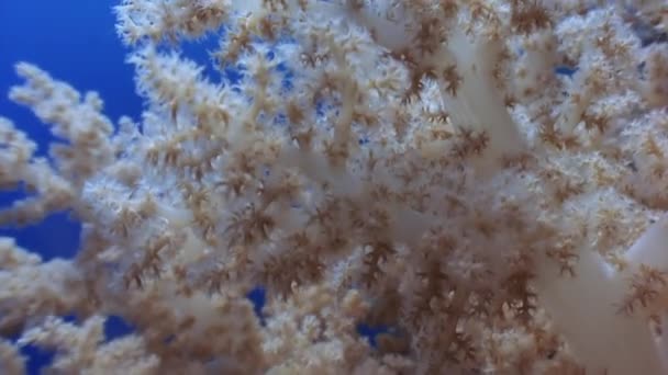 Vackert Mjukt Korallrev Och Färgglada Fiskar Tropiskt Vatten Med Livfulla — Stockvideo