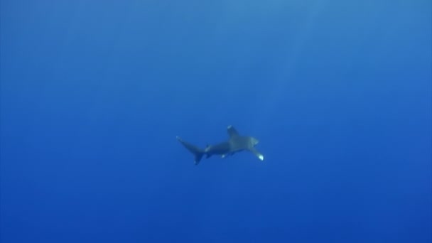 Óceáni Fehér Hegyi Cápa Carcharhinus Longimanus Egy Nagy Nyílt Tengeri — Stock videók