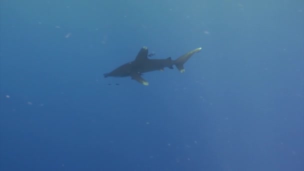 Океаническая Белая Акула Carcharhinus Longimanus Крупная Пелагическая Акула Обитающая Тропиках — стоковое видео