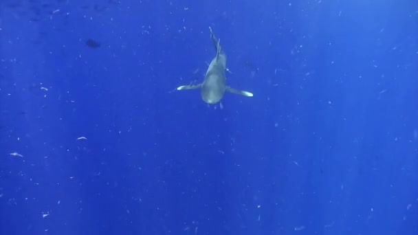 Tubarão Branco Oceânico Carcharhinus Longimanus Grande Tubarão Pelágico Que Habita — Vídeo de Stock