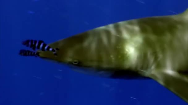 Rekin Biały Oceaniczny Carcharhinus Longimanus Jest Dużym Rekinem Pelagicznym Zamieszkującym — Wideo stockowe
