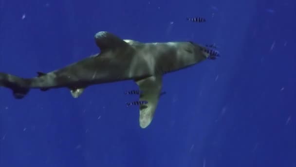 Καρχαρίας Του Ωκεανού Carcharhinus Longimanus Είναι Ένας Μεγάλος Πελαγικός Καρχαρίας — Αρχείο Βίντεο