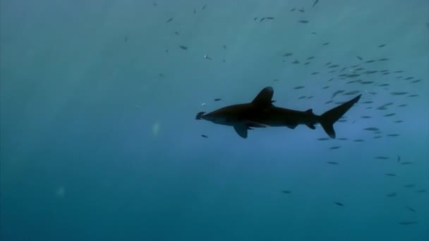 Tiburón Oceánico Punta Blanca Carcharhinus Longimanus Gran Tiburón Pelágico Que — Vídeos de Stock