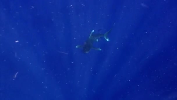 オーシャニック ホワイト ティップ シャーク Carcharhinus Longimanus 紅海の水中に生息する大型の遠洋性サメである — ストック動画