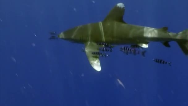 Акула Океанічних Білих Кінчиків Carcharhinus Longimanus Великою Пелагічною Акулою Населяє — стокове відео