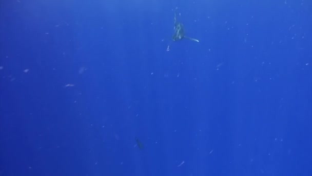 Tiburón Punta Blanca Oceánico Carcharhinus Longimanus Gran Tiburón Pelágico Que — Vídeos de Stock
