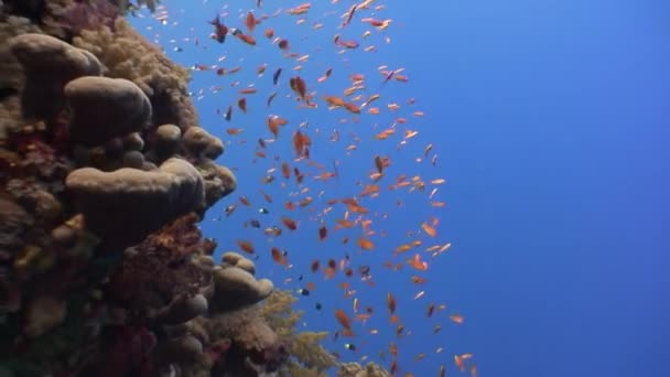 Стая Тропических Рыб Рифе Поисках Пищи Удивительный Красивый Подводный Морской — стоковое видео