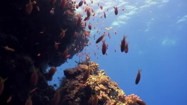 Стая Тропических Рыб Рифе Поисках Пищи Удивительный Красивый Подводный Морской — стоковое видео