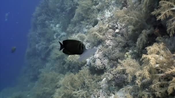 Foto Bawah Air Dari Tim Terumbu Karang Tropis Keras Laut — Stok Video