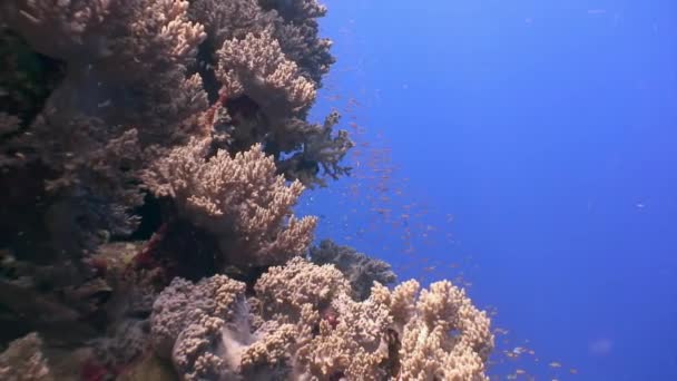 Подводный Снимок Слияния Твердого Тропического Кораллового Рифа Красном Море Плавания — стоковое видео