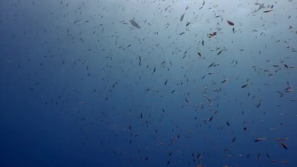 餌を求めてサンゴ礁に熱帯魚の群れの学校 紅海で海の生き物の素晴れらしい 美しい水中の海洋生物の世界 スキューバ ダイビング — ストック動画