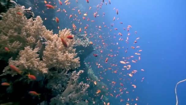 โรงเร ยนฝ งปลาเขตร อนบนแนวปะการ งเพ นหาอาหาร โลกใต สวยงามและน ของส ตในทะเลแดง — วีดีโอสต็อก