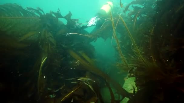 Undervattenssnår Tång Fisk Och Dykning Havet Okhotsk Skal Med Prickskyttar — Stockvideo