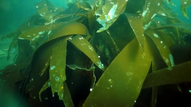 Bawah Air Semak Rumput Laut Rumput Laut Rumput Laut Ikan — Stok Video