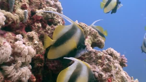海で水中サンゴの赤魚の学校の背景にゴルゴニアン サンゴ礁のカラフルな美しい野生生物の世界で泳ぐ 住民は食料を求めている アビサルリラックスダイビング — ストック動画